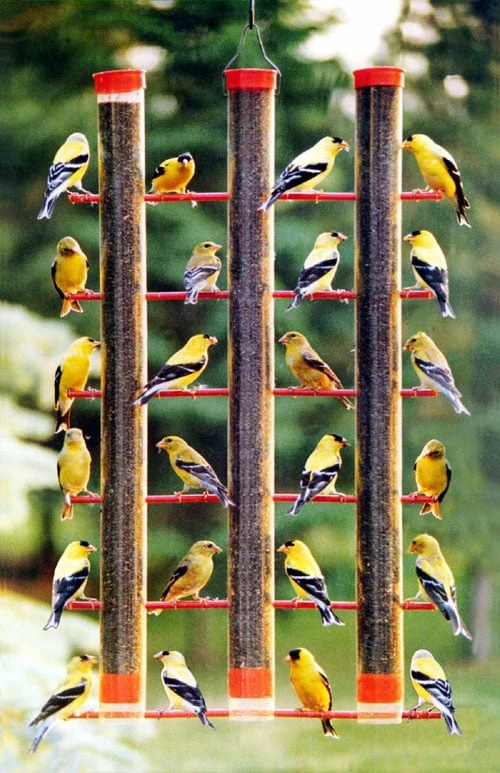 3 Lb Plastic Tube Bird Feeder With 36 Ports For Finches
