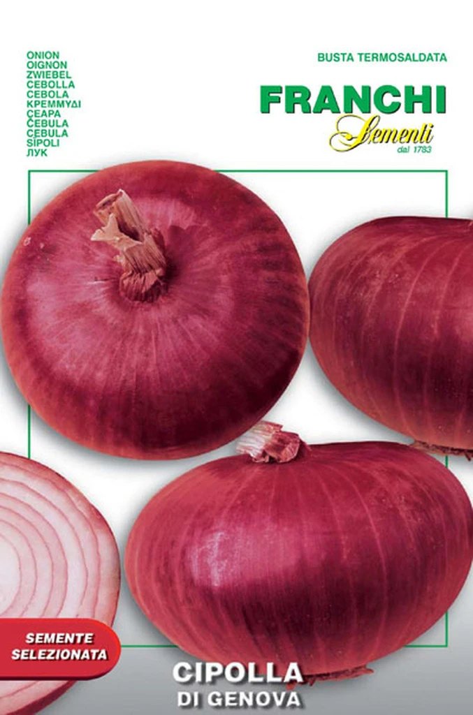 Cipolla Di Genova Onion