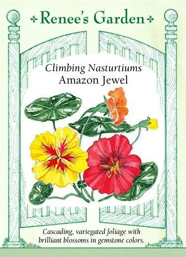 Climbing Amazon Jewel Seeds - Vibrant Garden Flower Seeds