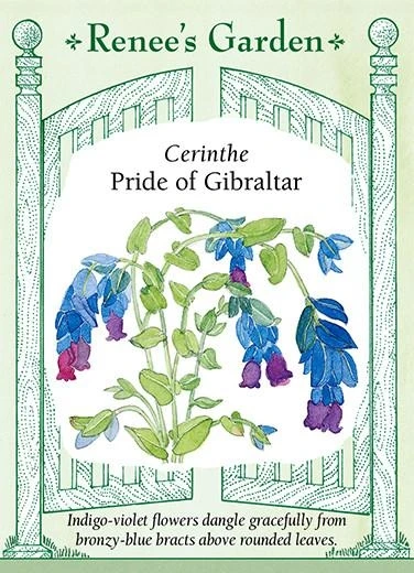 Cerinthe Pride Of Gibral