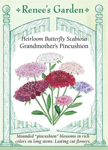 Scabiosa, Gma Pincushion