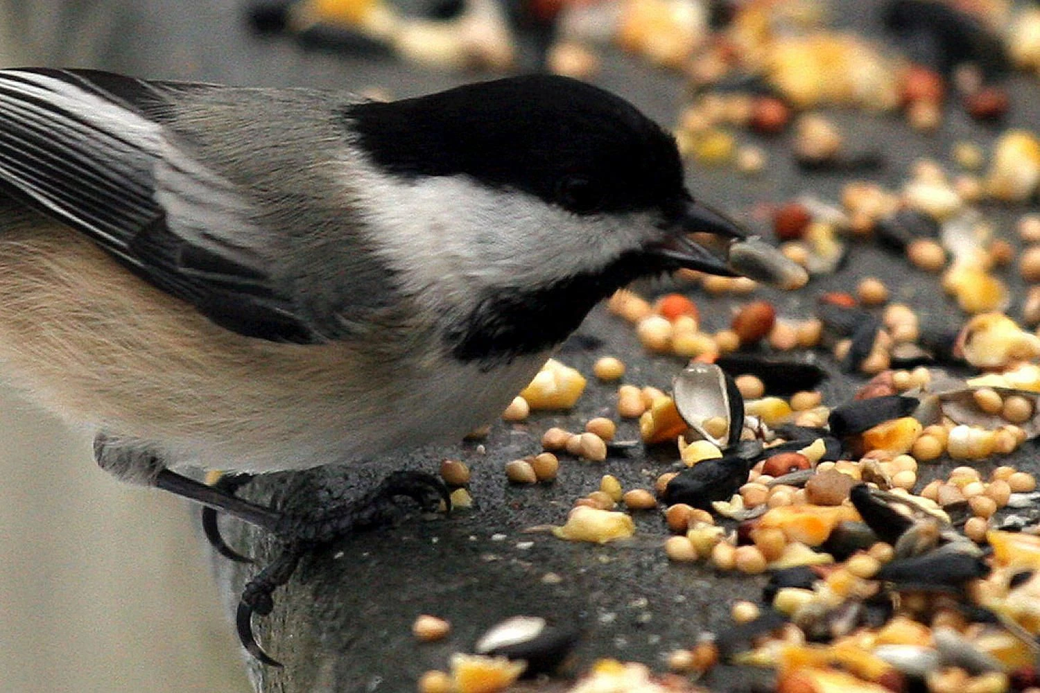 40# Wild Bird Seed Blend